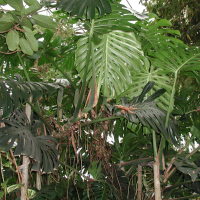 monstera_deliciosa2md