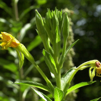 oenothera_biennis3md