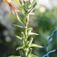 oenothera_velutina2md