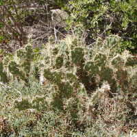 Opuntia dillenii (Cactus raquette, Raquette à fleurs jaunes)