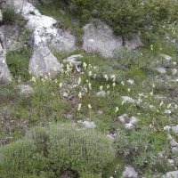 orchis_pauciflora3md