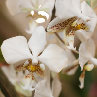 Phalaenopsis stuartiana (Phalaenopsis de Stuart)
