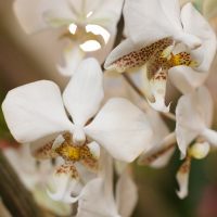 phalaenopsis_stuartiana1md