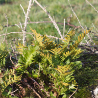 polypodium_vulgare3md