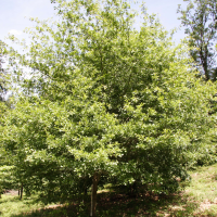Quercus nigra (Chêne noir, Chêne aquatique)