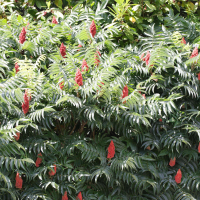 rhus_typhina6md