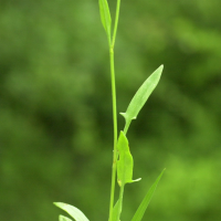 rumex_acetosella2md