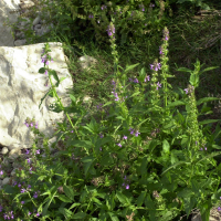 stachys_palustris1bmd (Stachys palustris)