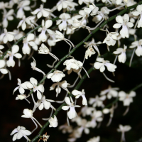 aerangis_citrata2sd (Aerangis citrata)