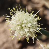 allium_altaicum2md (Allium altaicum)