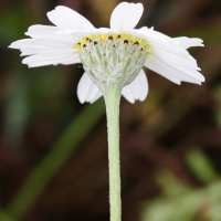 anthemis_nobilis4md (Anthemis nobilis)