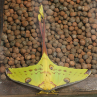 Argema mittrei (Papillon comète de Madagascar)