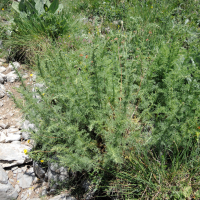 artemisia_chamaemelifolia2md (Artemisia chamaemelifolia)