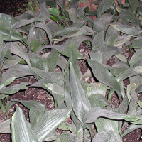 Aspidistra elatior (Langue de Belle-mère)