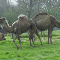 Camelus dromadarius (Dromadaire)