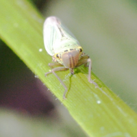 cicadella_viridis2md