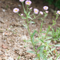 Erigeron gaudinii (Vergerette de Gaudin)