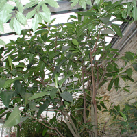 Ficus macrophylla (Banian d'Australie)