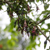 Fuchsia excorticata (Fuchsia)