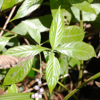 Gonzalagunia hirsuta (Gonzalagunia)