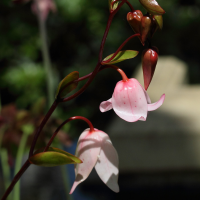 heliamphora_heterodoxa2bd