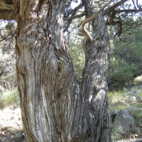 juniperus_thurifera3md