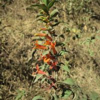 lobelia_laxiflora6md