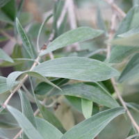 Melaleuca quinquenervia (Niaouli)