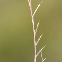 nardus_stricta5md