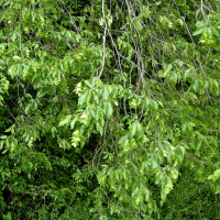 Ostrya carpinifolia (Charme-houblon)