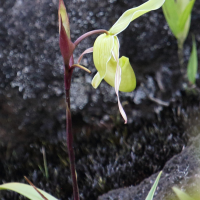 phragmipedium_longifolium2bd