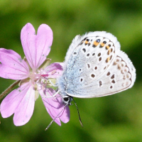 plebejus_argus5amd