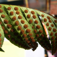 polypodium_australe2md