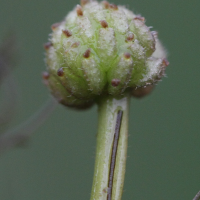 ranunculus_trichophyllus5md