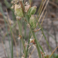 reseda_alba4md