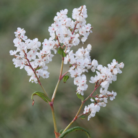 reynoutria_sachalinensis4md