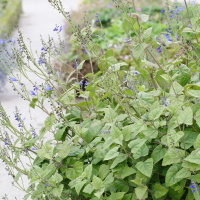 Salvia cacaliifolia (Sauge à feuilles de cacalie)