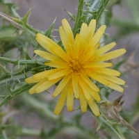 scolymus_hispanicus2md