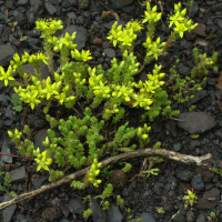 sedum_acre2md