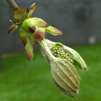 aesculus_hippocastanum8md