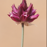 Allium junceum (Ail faux-jonc)
