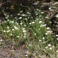 Arenaria montana (Sabline)