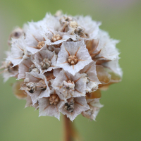 armeria_halleri3md (Armeria halleri)