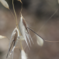 avena_barbata2bmd (Avena barbata)