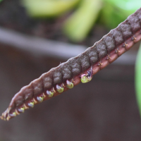 bulbophyllum_injoloense3bd (Bulbophyllum injoloense)