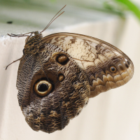 caligo_memnon2cmd (Caligo telamonius ssp. memnon)