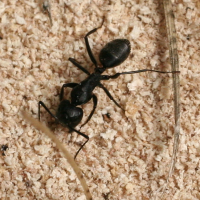 camponotus_vagus2md