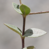 cerastium_latifolium3md