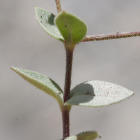 cerastium_latifolium3md (Cerastium latifolium)