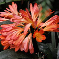 clivia_miniata3md (Clivia miniata)